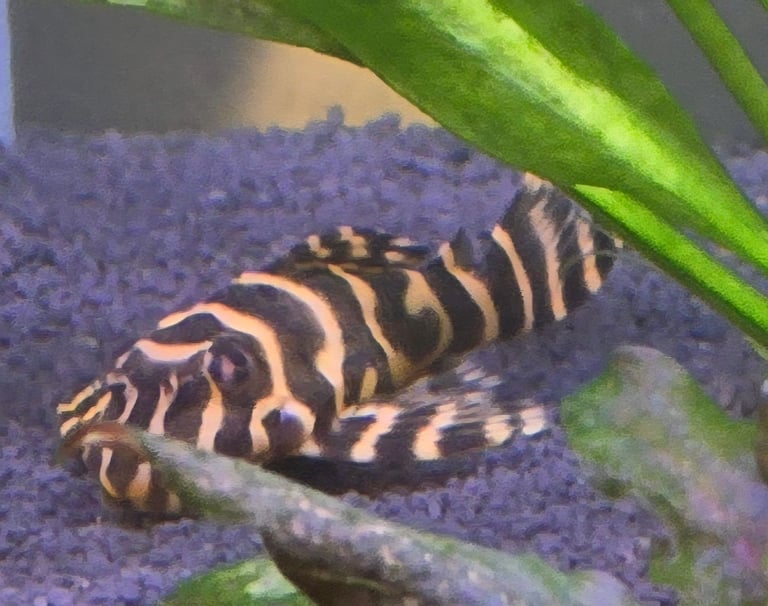 L236rb & L333 Plecos 