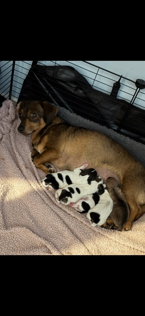 Dachshund x Jack Russel Puppies 