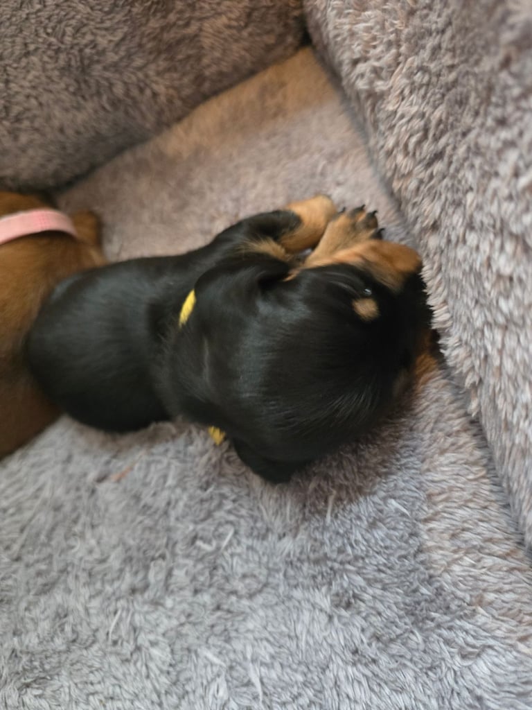 Miniature Dachshunds Seeking Forever Homes 