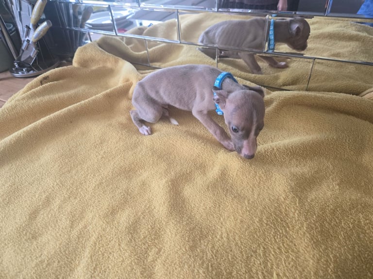 Whippet pups for sale 