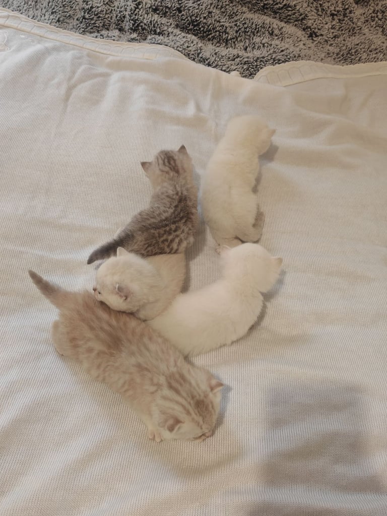 British Shorthair cute kittens 
