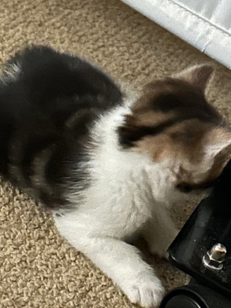 Kitten for sale