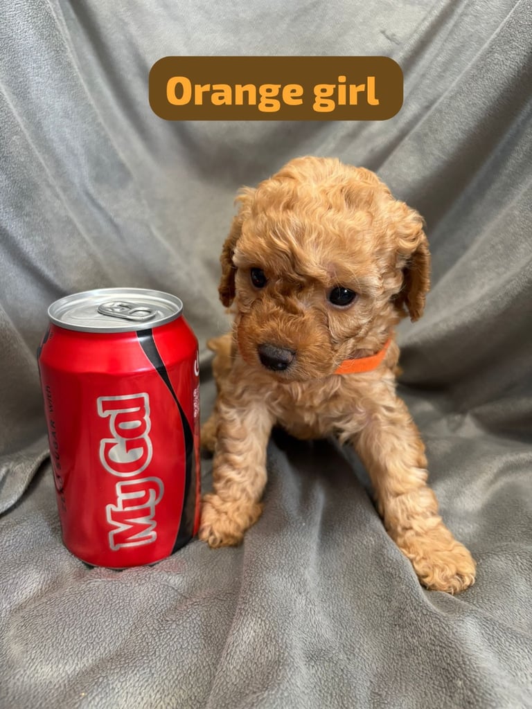 CAVAPOOCHON PUPPIES 1 LEFT