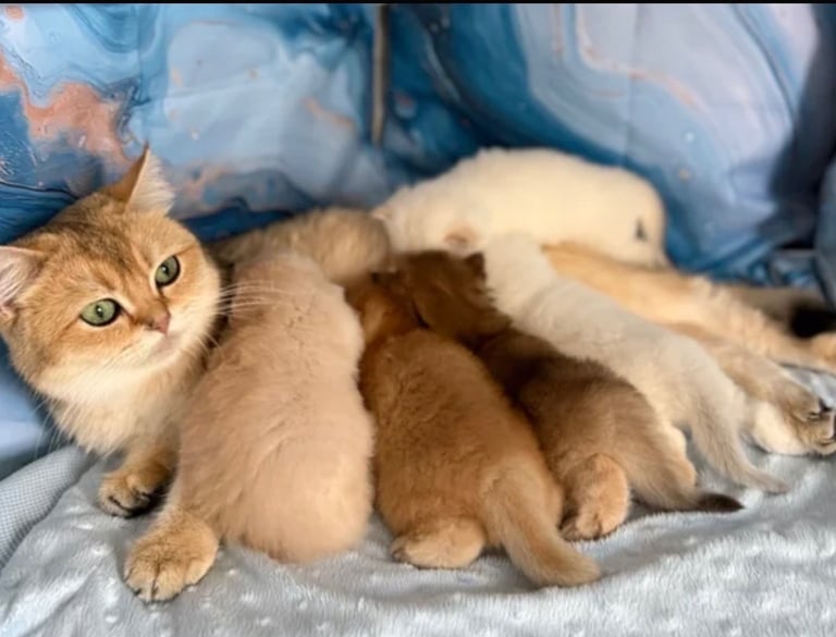 😸 Adorable 8-Week-Old British Shorthair x Russian Blue – Ready for a Loving Home! 🏡