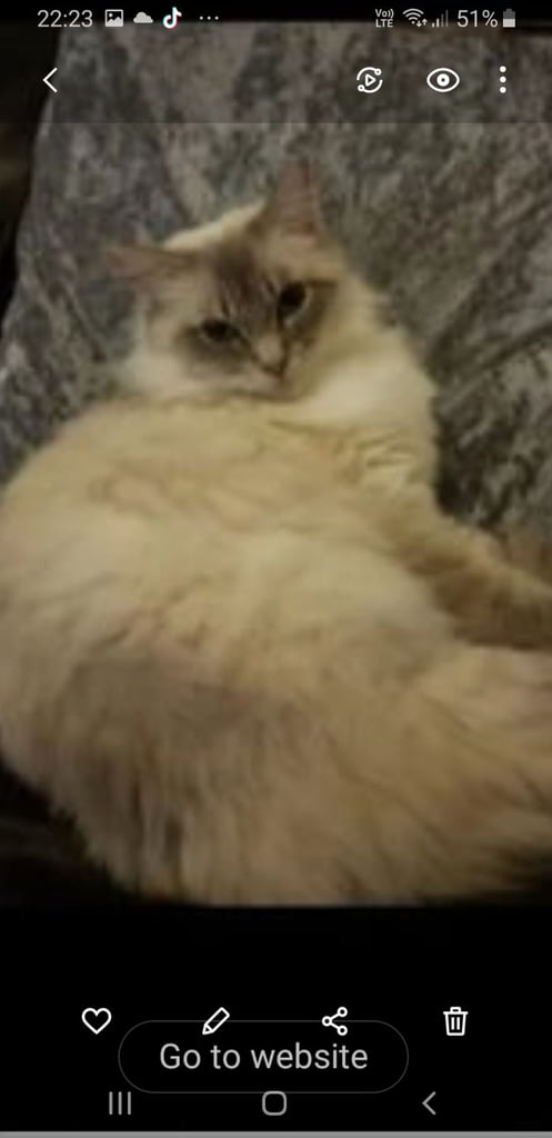 Ragdoll cross Turkish Angora kittens 