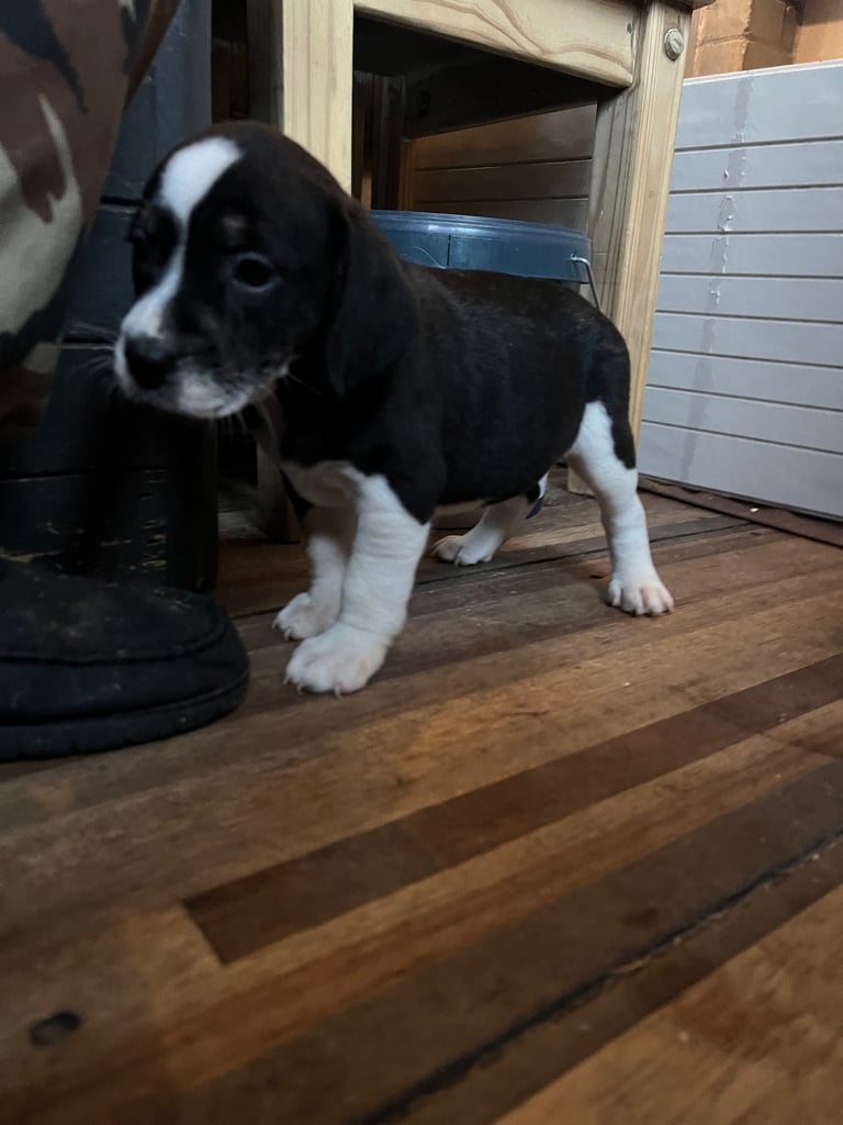 Old Tyme English Bulldog x Sproodle Puppy - Girl