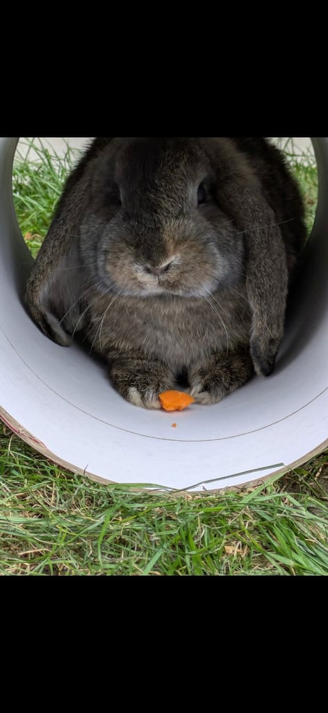 Mini lop rabbit