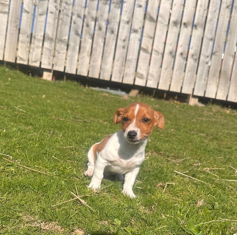 Jack Russell puppies for sale 
