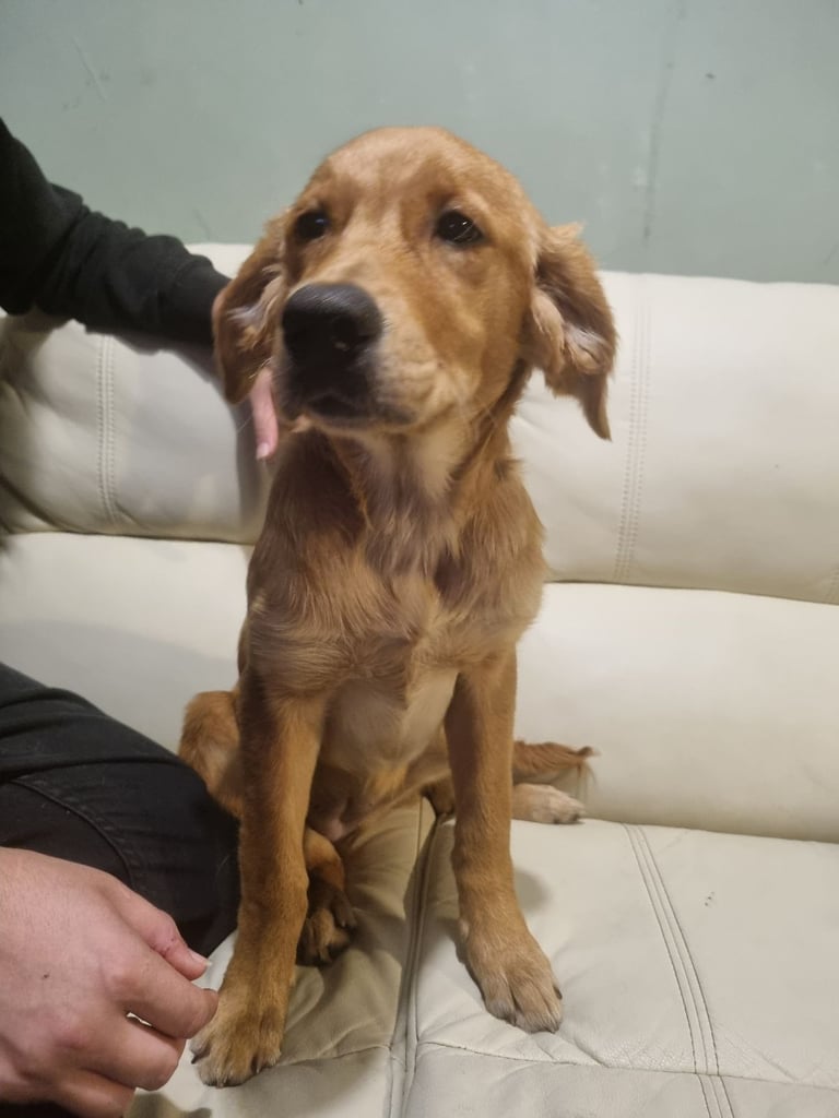 5 month old female golden retriever puppy