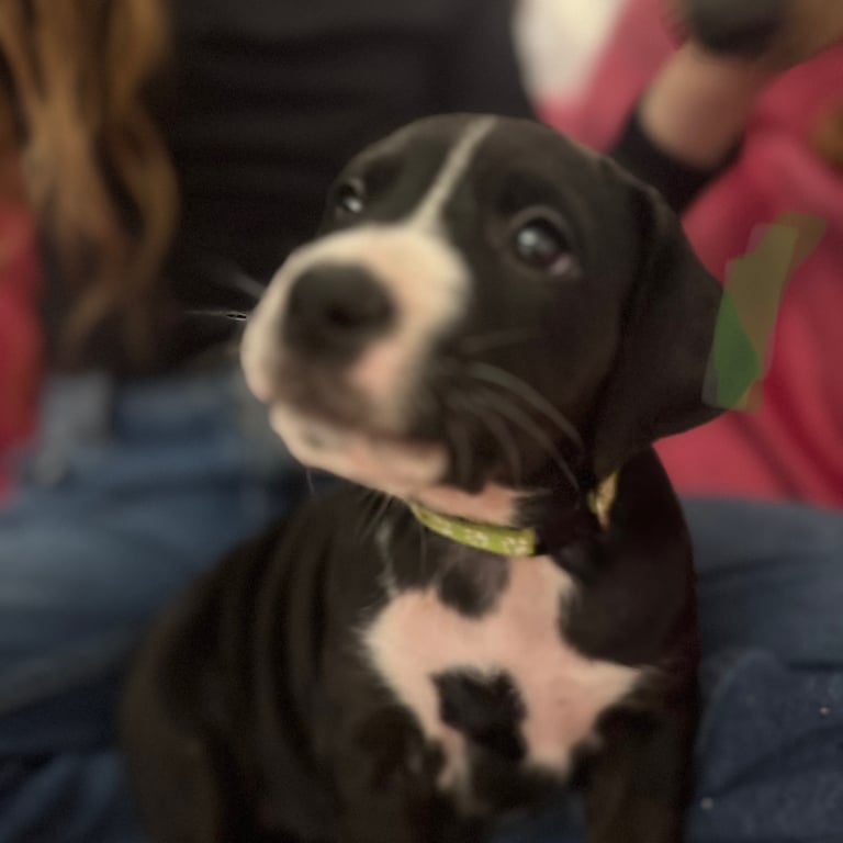 image for Puppies 