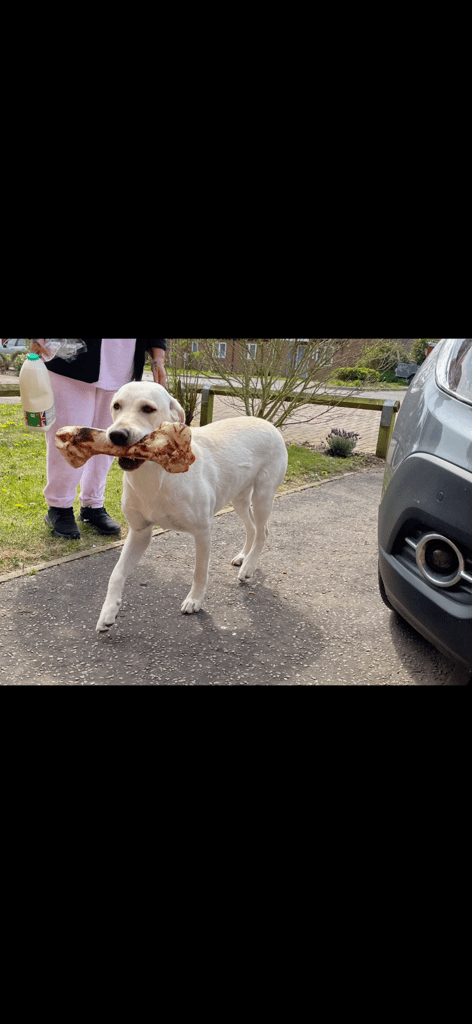 Beautiful Labrador puppies