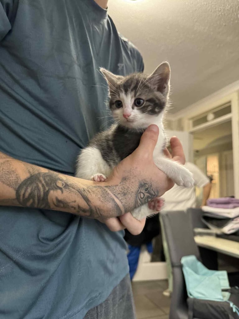 Kittens for sale 