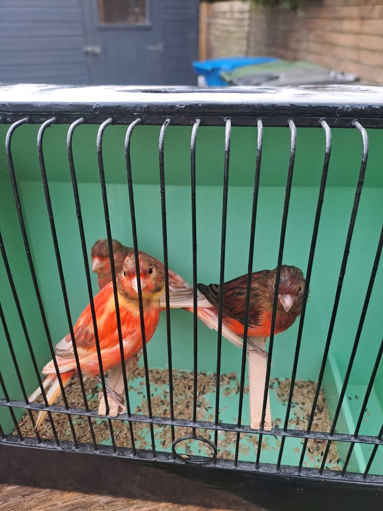 Colour canaries 
