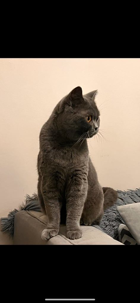 British Shorthair 