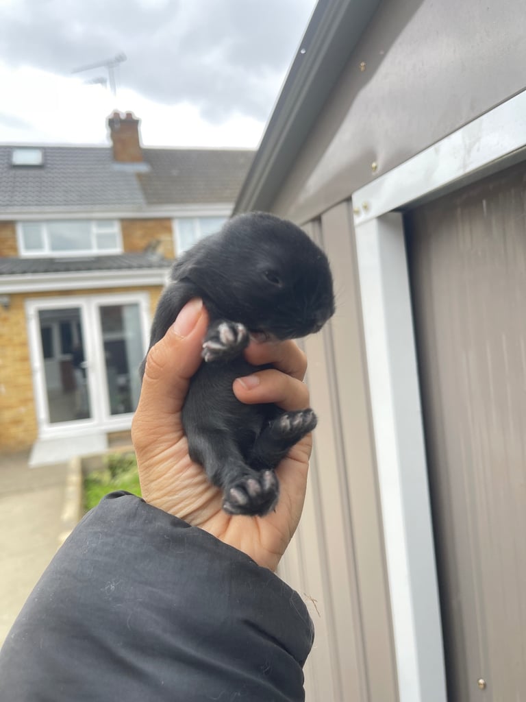 image for Baby mini lop/netherland dwarf bunny