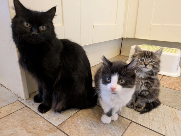 Playful Kittens