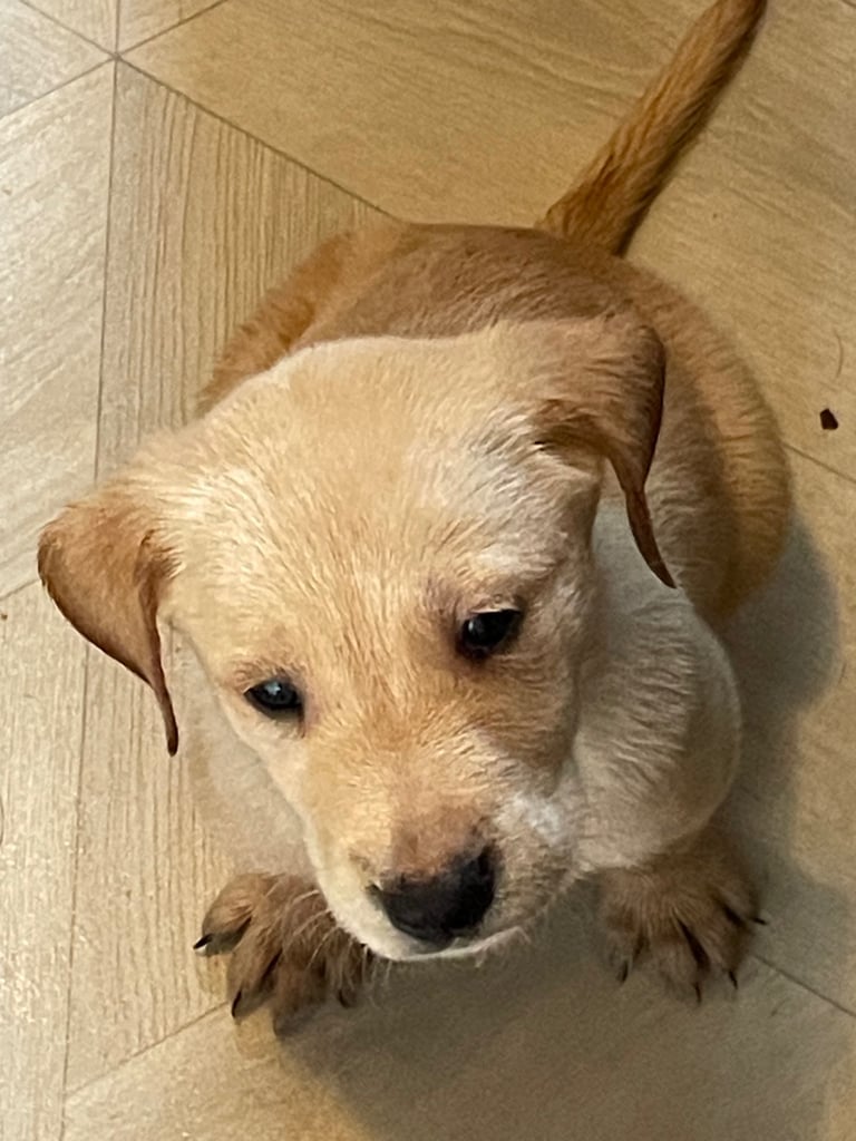 image for Labrador puppies