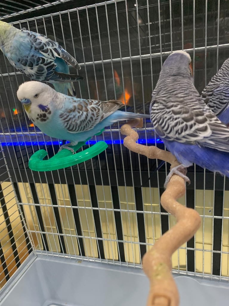 4 Budgies and cage 