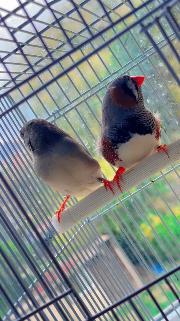 4 PAIRS OF BIG EXHIBITION SIZED CLOSE RUNG (ZFS) ZEBRA FINCHES