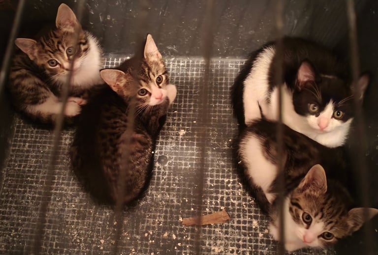  BENGAL-TUXEDO KITTEN READY TO FIND A LOVELY HOME 