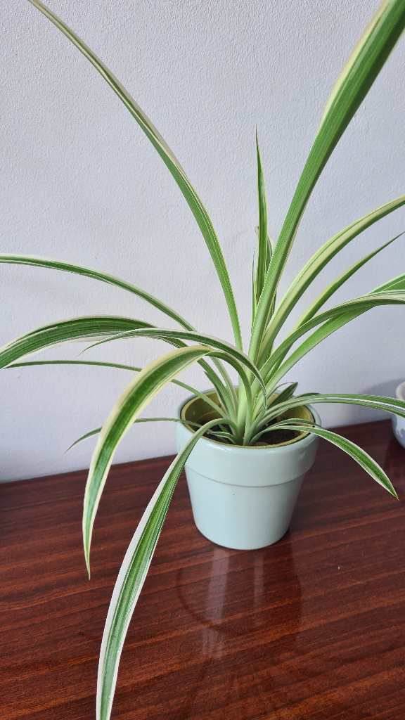 image for Spider plant