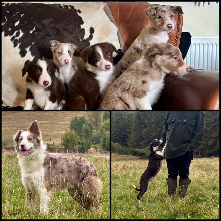 Stunning Merle Border Collie puppies.