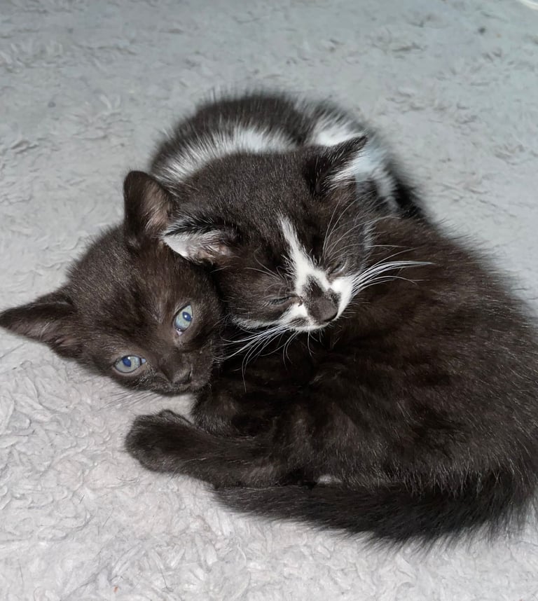 GORGEOUS TWIN KITTENS. PART BENGAL