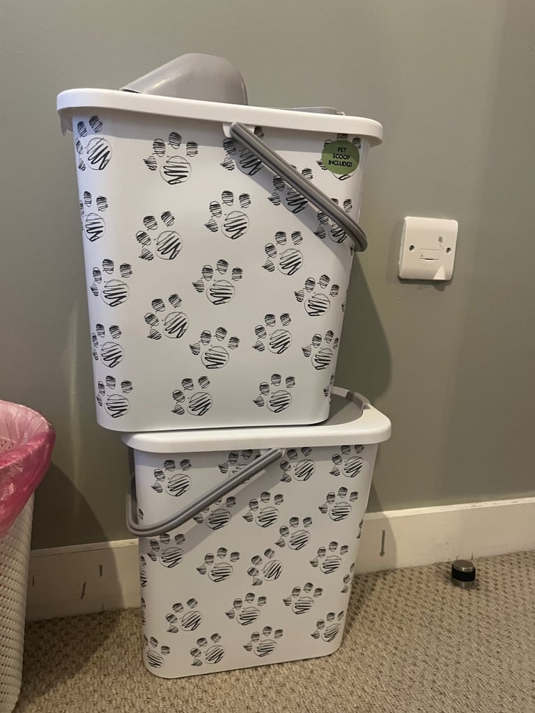 kitten for sale 