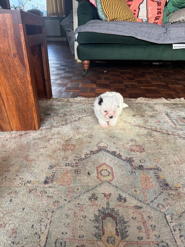 Cotton De Tulear puppies x3 looking for their forever homes