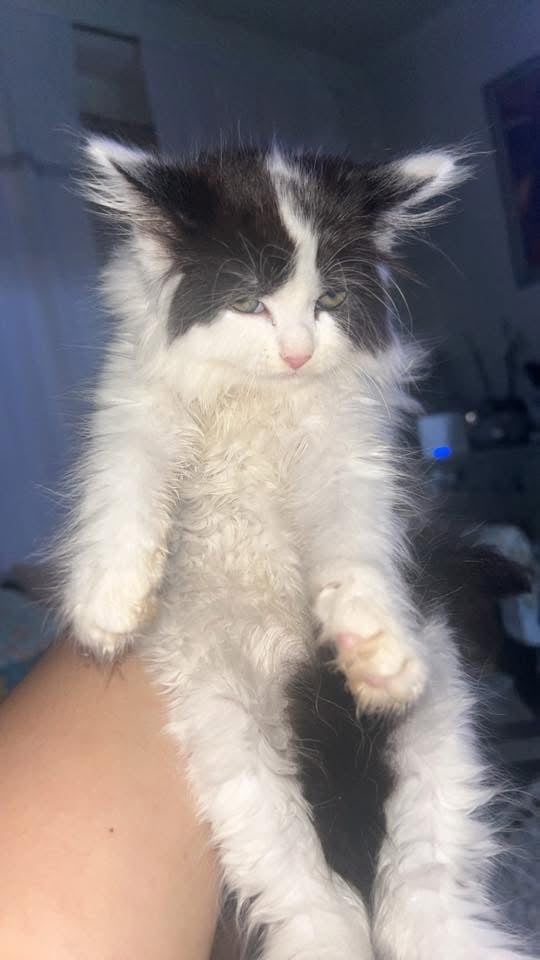 Kitten for sale maine coon