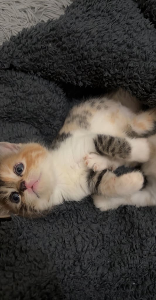 Adorable Persian x Bengal Kittens Ready for Their Forever Homes 
