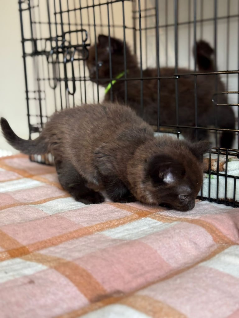 Male kittens (2 left)