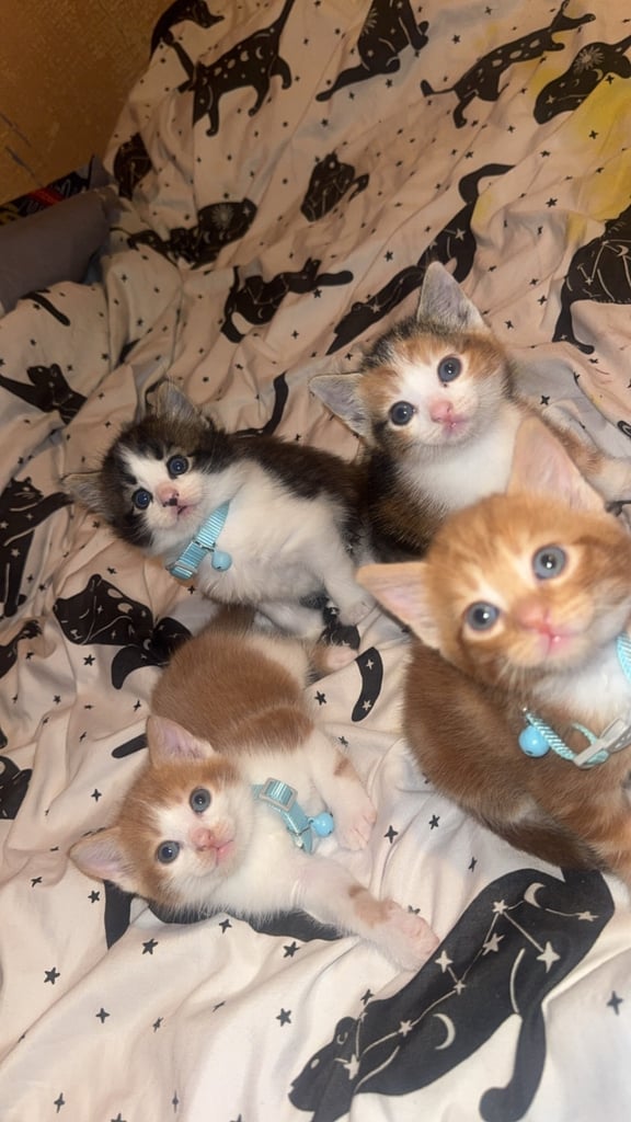 2 kittens left to reserve 