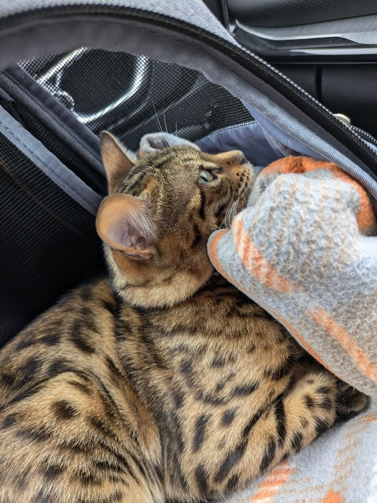 Leash trained Bengal Female looking for home 