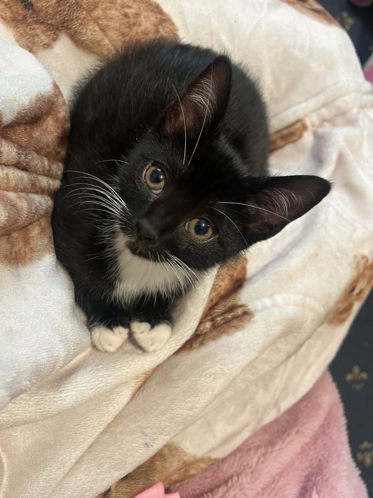 Gorgeous playful kitten URGENT!!!