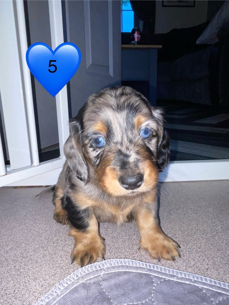 Long Haired Dachshund Puppies READY NOW!