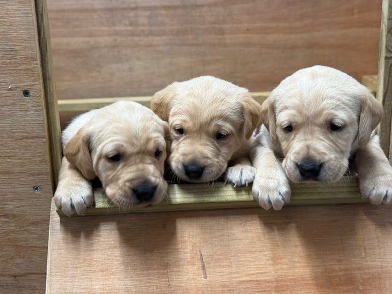 image for Fox red / yellow labs 