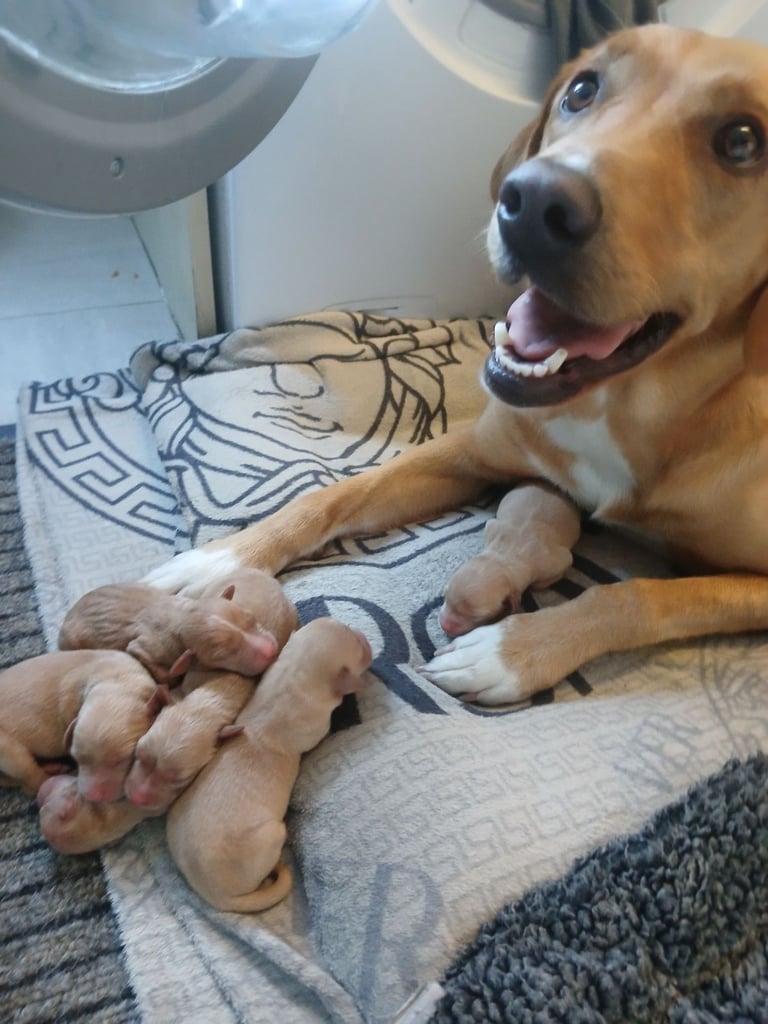 image for Lab pups