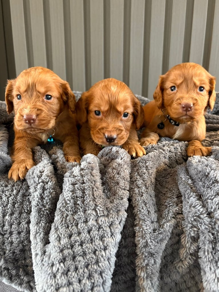 Fox Red Coker Spaniel Puppies