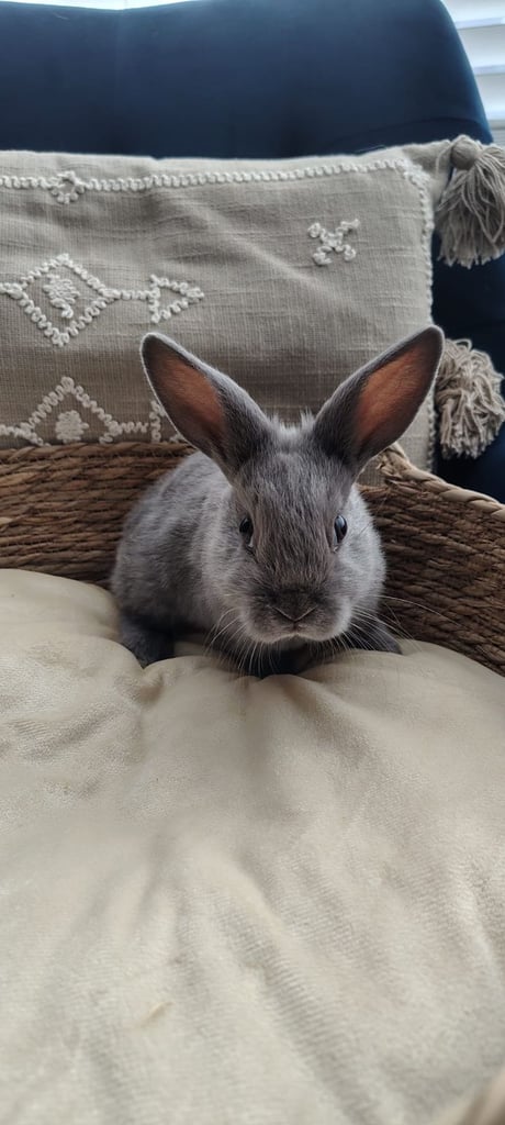 Beautiful plush minilop baby girl 