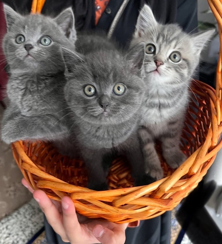British Short Hair Kittens 