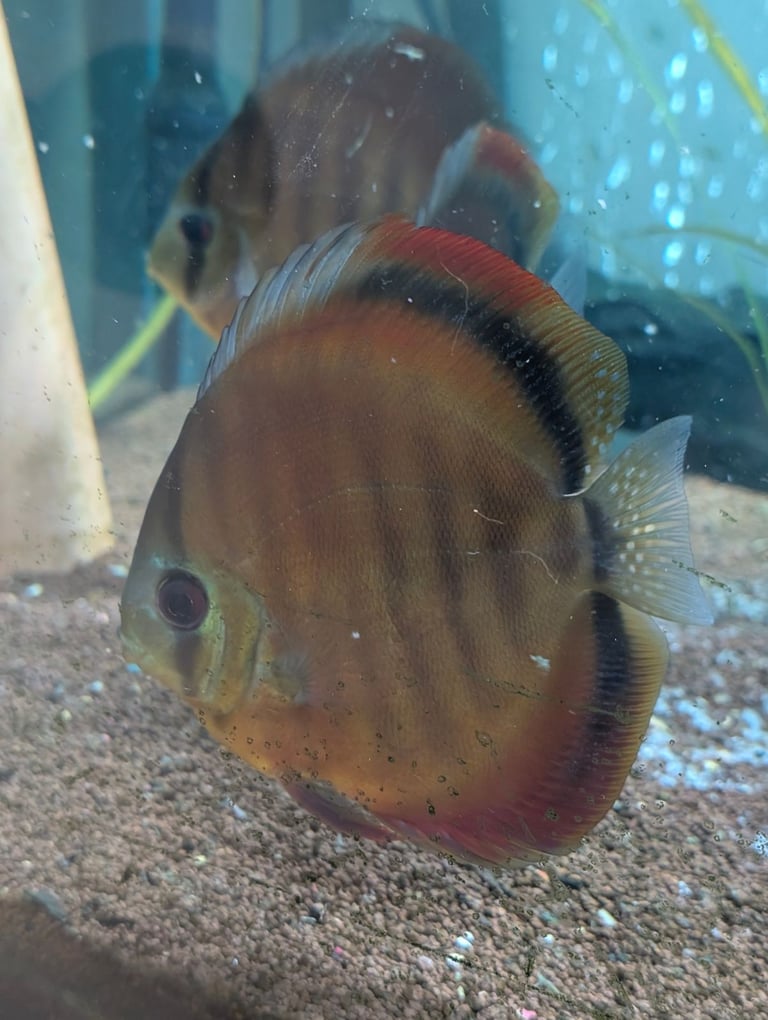 Fish tank 550l with stand (full set up) and fish