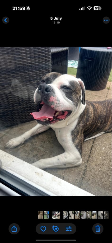 image for American bulldog 