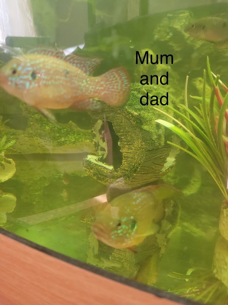 image for Jewel cichlids 