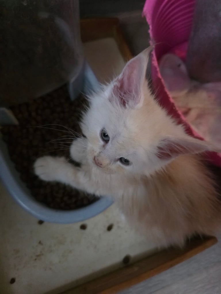 STUNNING MAINE COON KITTENS 