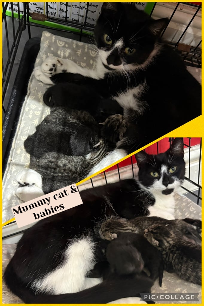 4 male kittens for sale 🐾🐈‍⬛