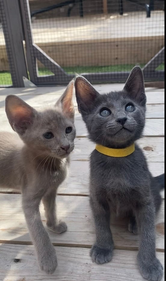 Pet Breeder Russian Blue Cat Club Cat Insurance Canada By Fetch