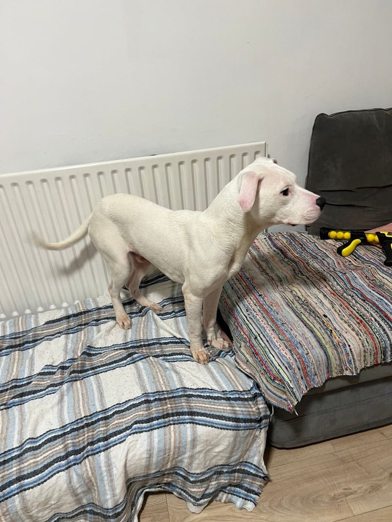 6months American bulldog 