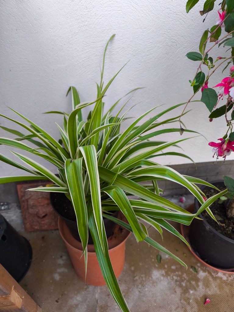 Attractive house plant - an unusual type of spider plant or Chlorophytum 