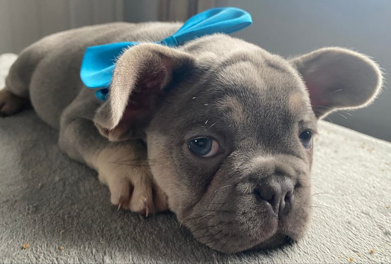 French Bulldog Puppies 